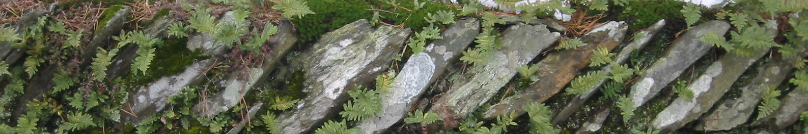 Grasmere wall with ferns thin 2